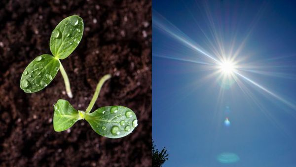 மொளச்சு மூணு இலயே விடல.. ஆமா இதற்கு அர்த்தம் தெரியுமா? முன்னோர்கள் ஒன்றும் முட்டாள்கள் இல்லை நண்பாஸ்