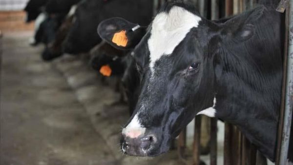 பசுவுடன் உடலுறவு கொள்ள முயன்ற இளைஞர்.. மாடு உதைத்ததில் சம்பவ இடத்திலேயே பலி! சரியான தண்டனை தான்!