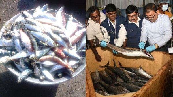 அது என்ன பிசு பிசுன்னு ஒட்டுதே.. சென்னை காசிமேடில் 350 கிலோ அழுகிய, நாற்றமெடுத்த மீன்கள்.. ஒரே பரபர