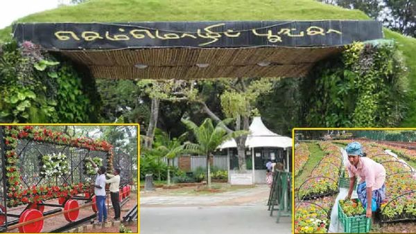 சின்ன ஊட்டி மலர்ந்தது சென்னையில்.. செம்மொழி பூங்காவில் உதயமான மலர் கண்காட்சி! கட்டணம் எவ்ளோ பாருங்க