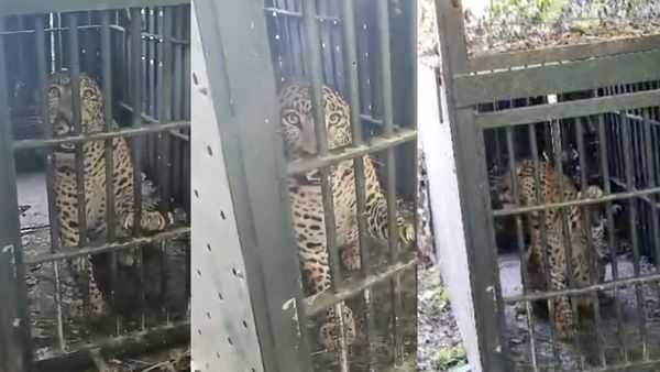 மரண பயம் காட்டி வந்த சிறுத்தை பிடிபட்டது! கிருஷ்ணகிரி மக்களுக்கு அதிகாலையில் வந்த நல்ல சேதி!