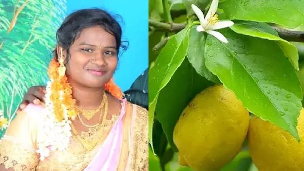 எலுமிச்சை மரத்தில் ஆசையாக ஏறிய இளம் மனைவி.. குறுக்கே இரும்பு கம்பியை பிடித்து.. ஆடிப்போன திருவள்ளூர்