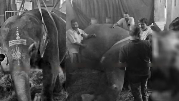 நெல்லையப்பர் கோயில் யானை காந்திமதி அதிகாலையில் திடீரென உயிரிழந்தது.. பக்தர்கள் அதிர்ச்சி!