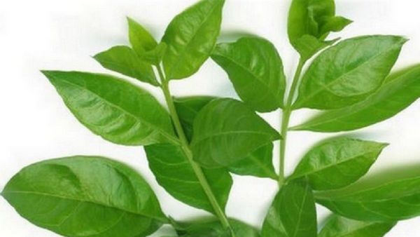 நரம்பு வலுப்பெற உதவும் மருதாணி இலை.. மருந்தாகும் மருதாணியை கர்ப்பிணி வைக்கலாமா? ஆரோக்கிய மருத்துவம்