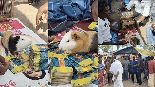 கிளி போச்சு.. அதான் எலி இருக்கே! எலி ஜோசியத்துக்கு மாறிய ஜோசியர்கள்! திண்டுக்கல்லில் கூட்டம் அள்ளுது