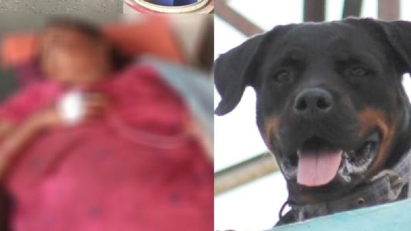 வேலையை காட்டிய ராட்வைலர் நாய்.. ஓனரம்மாவையே பாய்ந்து குதறியெடுத்து.. மதுரை திருமங்கலத்தில் பரபரப்பு