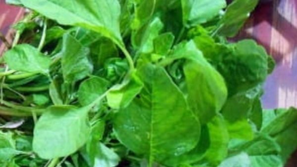 மினு மினு சருமத்துக்கு முளைக்கீரை.. ரத்தவிருத்தி, சருமம், தோல் ஆரோக்கியத்துக்கு சத்தான தண்டுக்கீரை