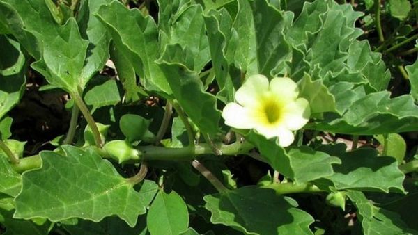 சிறுநீரக கற்களை வெளியேற்றும் நெருஞ்சி இலைகள்.. நெருஞ்சியில் இருக்குது நன்மை.. அபார மூலிகை நெருஞ்சி