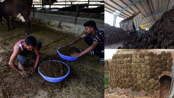 இந்தியாவிலிருந்து சவுதி உள்ளிட்ட அரபு நாடுகளுக்கு ஏற்றுமதியாகும் மாட்டு சாணம்! காரணம் இதுதான்