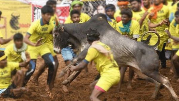 சூரியூர் ஜல்லிக்கட்டில் உயிரிழந்த காளை.. வாடிவாசலில் நிகழ்ந்த அந்த சம்பவம்.. என்ன நடந்தது?