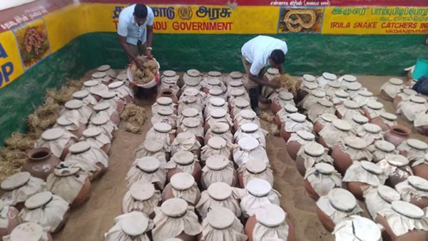 இருளர் பழங்குடியினர்! 6 மாதத்தில் 6442 பாம்புகளை பிடித்த இருளர் சங்கம்.. விஷம் எடுக்கும் பணி தீவிரம்