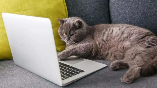 வேலையே போச்சு.. இளம்பெண் டைப் செய்த ராஜினாமா கடிதத்தை ‛என்டரை’ தட்டி அலுவலகத்துக்கு அனுப்பிய பூனை