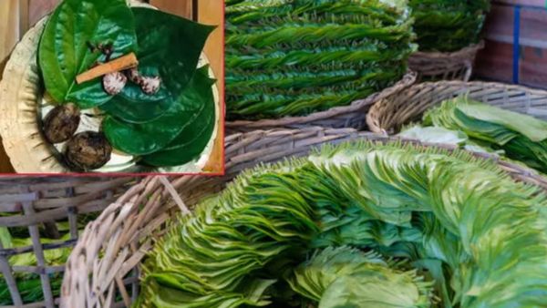 தாம்பூலம் வெற்றி.. சித்த மருத்துவம் சொல்லும் சிறந்த மருந்து.. வெற்றிலையை ஆண்கள் இப்படி சாப்பிடணுமாம்