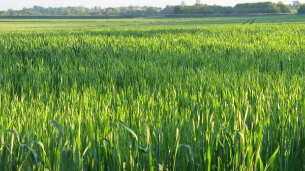 கெமிக்கல் பூச்சிக்கொல்லிகளை குறிவைத்து தின்று.. சத்துக்களாக மாற்றும் அதிசய பாக்டீரியா கண்டுபிடிப்பு!