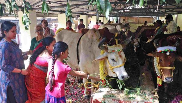 இன்று மாட்டுப் பொங்கல் பண்டிகை தமிழகம் முழுவதும் கொண்டாட்டம்.. கிராமங்களில் திருவிழாக்கோலம்