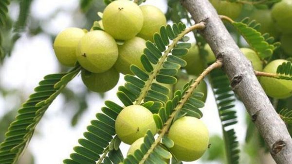 நெல்லி மரம் வாசலில் வைக்கலாமா? சின்ன நெல்லிக்காய் மரத்தை வீட்டில் வளர்த்தால் சொத்து சேருமாமே.. வாவ்