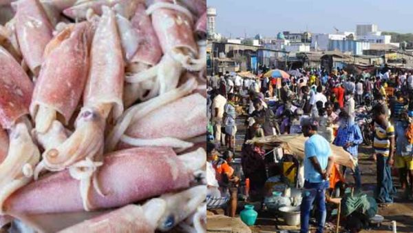 கூடை கூடையாக கடம்பா மீன்கள்.. சென்னையில் நல்ல மீனுடன் கலந்த கெட்டுப்போன மீன்கள்? பரபரக்குது காசிமேடு