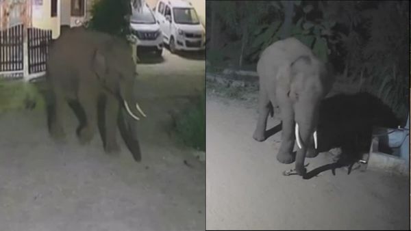 கோவை தடாகத்தில் பதறவைத்த உருவம்.. தலைதெறிக்க ஓடிய ஒற்றை காட்டு யானையின் அதிர்ச்சி வீடியோ