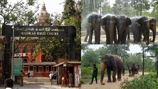 திருச்சி யானைகளை சாடிவயல் முகாமிற்கு மாற்றும் திட்டம் இல்லை - உயர்நீதிமன்றம்