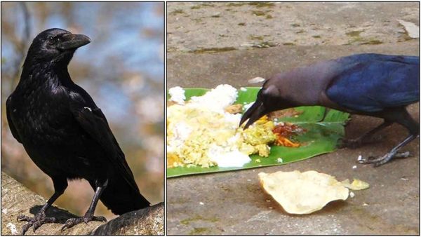 திதியும், படையலும்.. அமாவாசையில் வாசலில் காகம் வடிவில் முன்னோர்கள்! காகத்திற்கு உணவு வைத்தால் ஆசிகள்