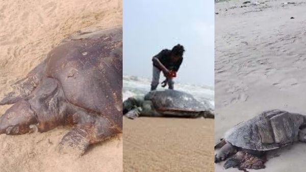 காசிமேட்டில் அர்த்தராத்திரியில் கொத்து கொத்தாக.. கிட்ட பார்த்தால்? சென்னை கடற்கரையில் என்ன நடக்குது?