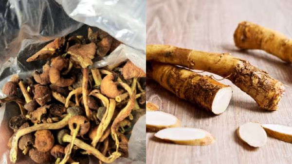 போதை காளான் தெரியும்.. கிக்கேற்றும் குதிரை தாலி கிழக்கு தெரியுமா?.. கொடையில் ஆக்ஷனில் இறங்கிய போலீஸ்