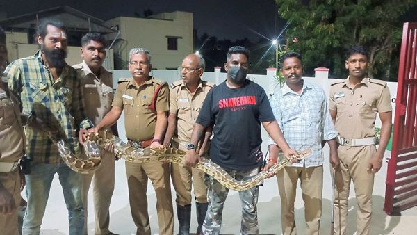 லபக்கென விழுங்கிய 10 அடி நீள மலைப் பாம்பு.. நகர முடியாமல் நெளிந்து.. பரபரத்த தஞ்சாவூர்