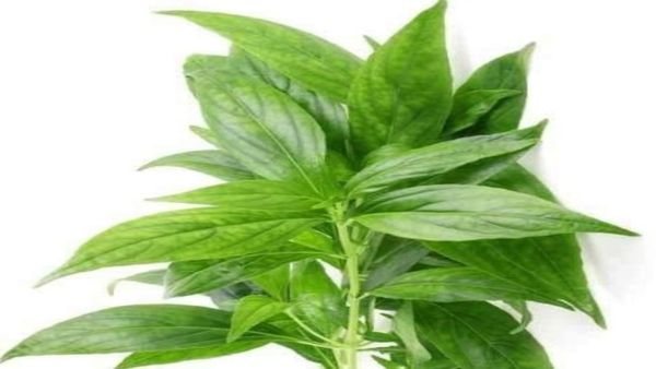 சிறியாநங்கை சிறப்பு.. கல்லீரல் ஆரோக்கியத்துக்கு சிறியா நங்கை தூள்.. இனிப்பு பலனை தரும் கசப்பு மூலிகை