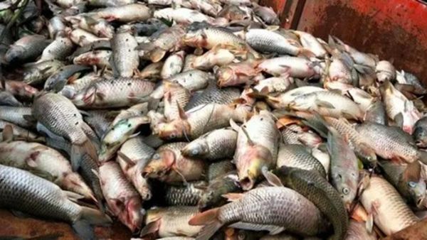 நூல் நூலாக தொங்குதே? பட்டுக்கோட்டை மீன் மார்க்கெட்டுக்கு போன ஆபீசர்ஸ்.. 167 கிலோ? ஆடிப்போன தஞ்சாவூர்