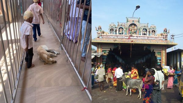 அம்மனை பார்க்க போனால் ஆஸ்பத்திரிக்கு தான் போகனுமோ? சமயபுரத்தில் ’லொள் லொள்’ தொல்லை! பதறும் பக்தர்கள்