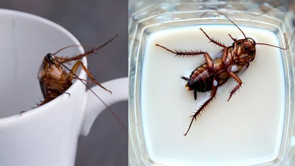 மாட்டு பாலை விடுங்க.. இப்போ கரப்பான் பூச்சி பால்தான் டிரெண்டிங்.. ஏகப்பட்ட நன்மை கொட்டி கிடக்காம்!