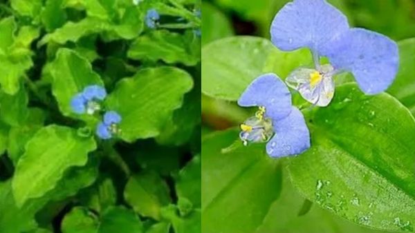 கானாவாழை கீரை.. பற்களின் ஆரோக்கியத்துக்கு சூப்பர் இலைகள்.. பளிச் பற்களுக்கு இந்த கீரைகள் போதுமே