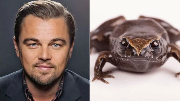 டைட்டானிக் ஹீரோ பெயரை.. கறுப்பு தவளைக்கு வைத்து அழகு பார்த்த ஆய்வாளர்கள்! காரணம் இதுதான்