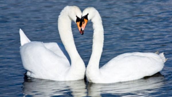 அன்னப் பறவைகள் தண்ணீரில் இருந்து பாலை தனியே பிரித்து குடிக்குமா? உண்மை என்ன?