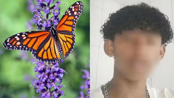 14 வயது சிறுவனை கொன்ற பட்டாம்பூச்சி? ஆடிப்போன பிரேசில்.. எக்ஸ்பர்ட்ஸ் சொன்ன ஷாக் தகவல்