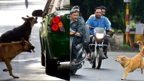 உங்கள் வாகனங்களை நாய்கள் துரத்துவது ஏன் தெரியுமா?.. தெரிந்து கொள்ளலாம் வாங்க