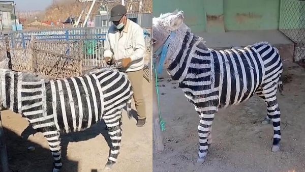 சீனாக்காரன் மூளையை பாருங்க..பூங்காவில் திடீரென வரி குதிரையாக மாறிய கழுதை.. ஏமாந்துப்போன மக்கள்