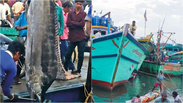 சென்னை காசிமேட்டில் வலையில் சிக்கிய பொக்கிஷம்.. எடை மட்டும் 300 கிலோ.. மீனவர்கள் இன்ப அதிர்ச்சி