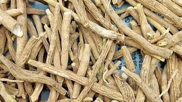 அமுக்கிரா கிழங்கு சூரணத்தின் அதிசயம்.. பெண்கள், ஆண்களுக்கு அவசியமான அஸ்வகந்தா பொடி.. ஆரோக்கிய மூலிகை