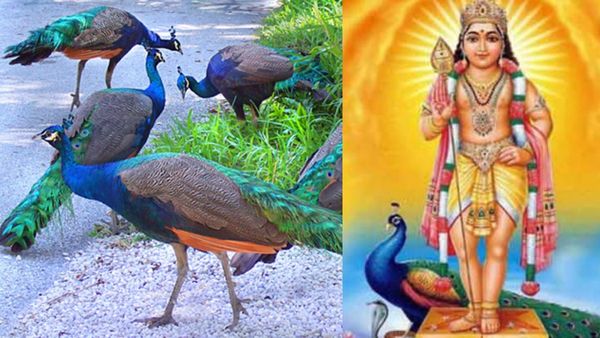 இறந்த மயிலை யாராலும் பார்க்க முடியாது! 6 சொட்டு கண்ணீரால் பிளக்கும் பாறைகள்! முருகனின் அற்புதம்