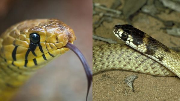 பாம்பு மரகதக் கல்லை கக்குமா? தீண்டியவர் இறந்தாரா என சுடுக்காட்டில் கொம்பேறி மூக்கன் செக் செய்யுமா?