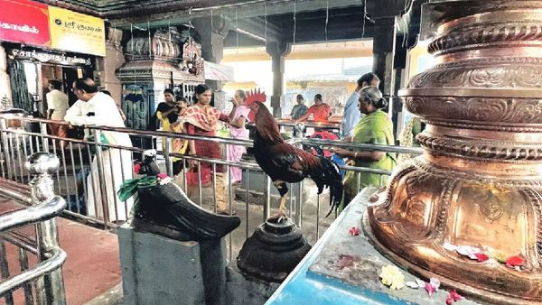 தேனி கோயிலில் ஆச்சரியம்.. டக்னு பறந்து வந்த சேவல்.. கொடி மரத்தில் ஒற்றைக்காலில்.. பக்தர்கள் பரவசம்