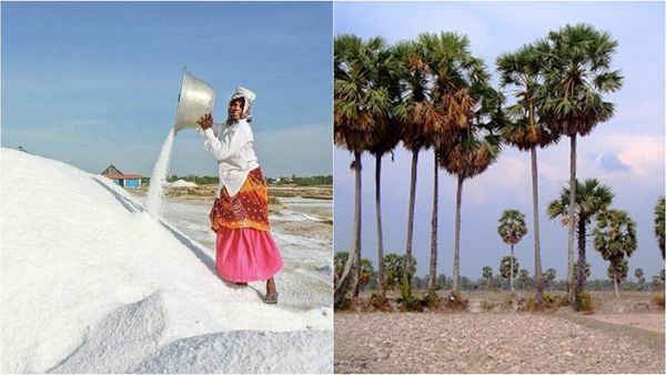 தூத்துக்குடி மாவட்ட உப்பளத் தொழிலாளர்கள், பனைமரத் தொழிலாளர்களுக்கு அரசு வெளியிட்ட நல்ல செய்தி