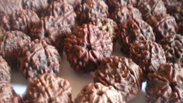 ருத்ராட்சையை தங்க செயினில் அணியலாமா? ருத்ராட்சம் அணிவது எப்படி? ருத்ராட்சத்தின் ஆரோக்கிய, ஆன்மீக பலன்