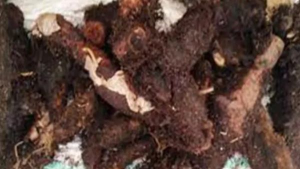 முடவாட்டுக்கால் கிழங்கு.. 4000 நோய் தீர்க்கும் அதிசயம்.. மூட்டுவலிக்கு சூப்பரான சைவ ஆட்டுக்கால் சூப்