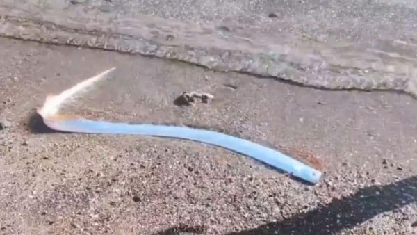 பேரழிவுக்கான அறிகுறி? ஆழ்கடலில் மட்டுமே வாழும் உயிரினம் கரை ஒதுங்கியதால் அச்சம்! என்ன நடக்க போகுதோ