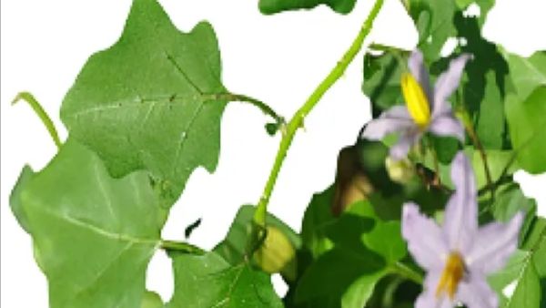 தூதுவளை தூதுவனின் தூபம்.. துயரம் தீர்க்கும் தூதுவளை இலை பரிகாரம்! வீட்டில் மகிழ்ச்சி, நன்மை பொங்கும்