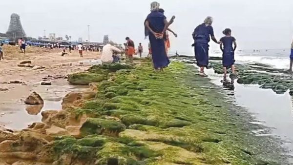 திருச்செந்தூர் கடலோரத்தில் கருப்பு உருவம்.. கிட்ட போய் பார்த்தால்? மூன்றரை அடி நீளத்தில் 50 கிலோ? அட