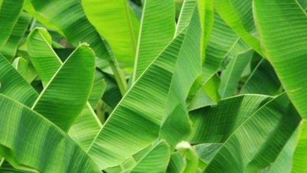 வாழை இலை வாழ வைக்கும்.. முந்திரி இலையின் முக்கியத்துவம்.. ஆரோக்கிய வாழ்வுக்கு இந்த 2 இலைகள் போதுமே