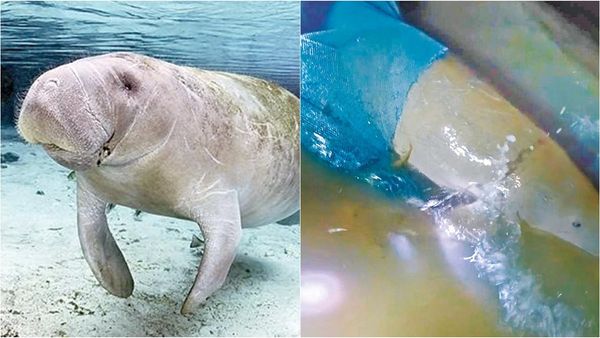 தஞ்சை அருகே கடலில் சிக்கிய அரிய வகை உயிரினம்.. திகைத்த மீனவர்கள்.. நெகிழ வைத்த செயல்